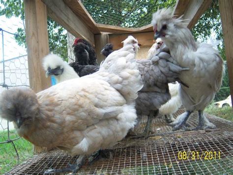 ameraucana silkie mix|silkied ameraucana feather.